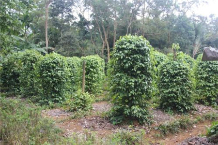 胡椒树的种植方法和技术