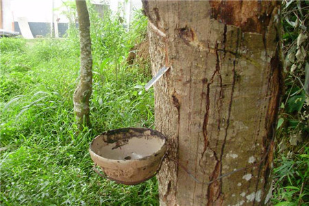 橡胶树如何养殖