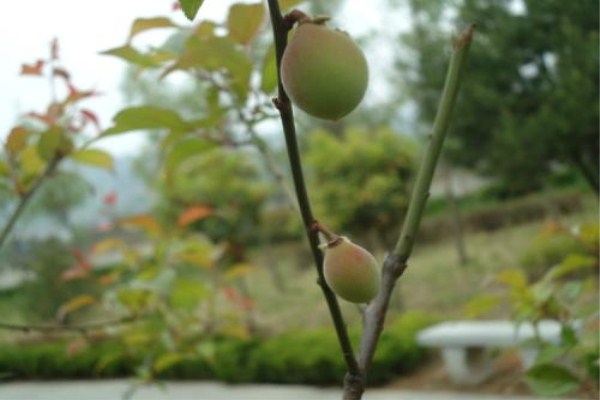 野杏种子怎么种植方法