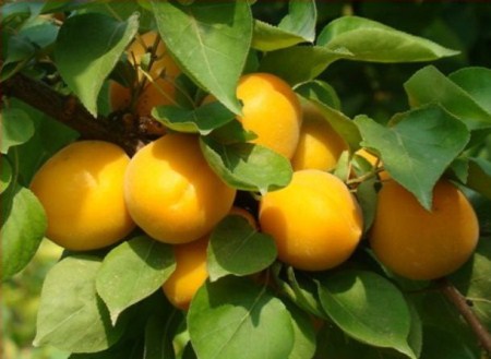 野杏种子怎么种植方法