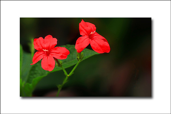 花烟草的花语和传说(花烟草品种系列)