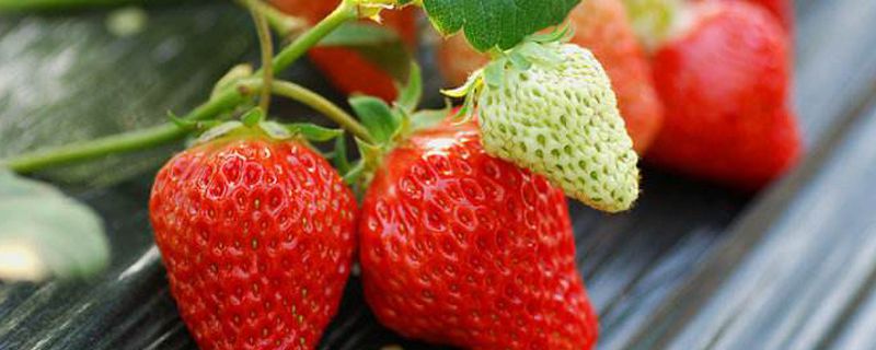 草莓种子的种植方法几月份播种(草莓的种子什么时候种植)