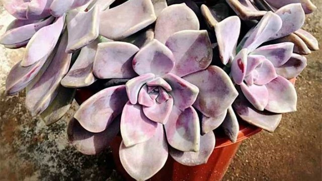 紫乐的种植方法