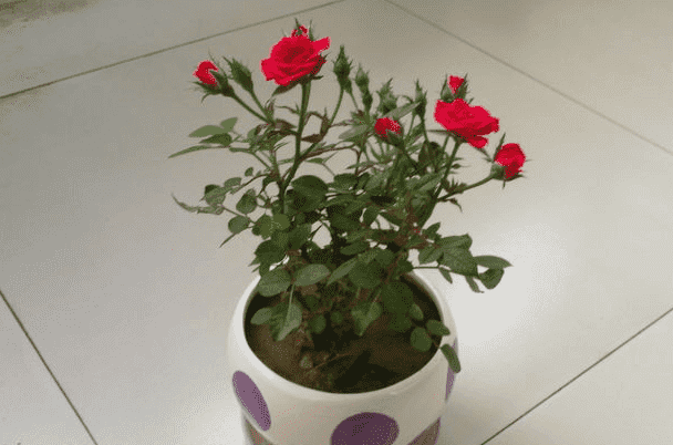 盆栽玫瑰花的种植方法与技巧
