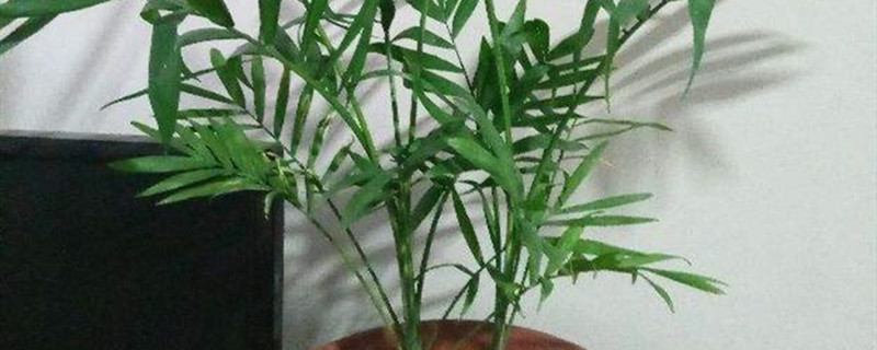 凤尾竹与竹子的区别