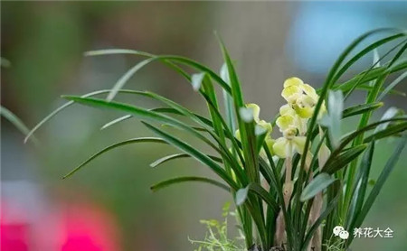 养的花黄叶怎么办