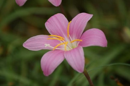 兰花花期管理技术