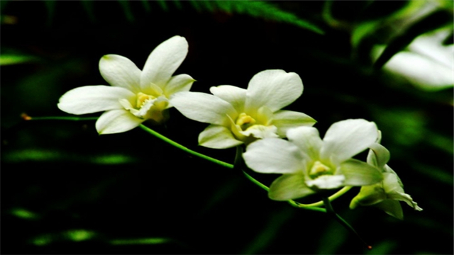 兰花花期管理技术