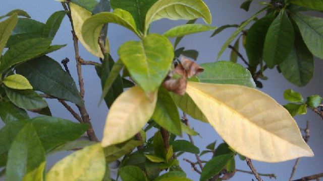 冬天植物发黄的原因和解决方法(冬天植物发黄的原因和解决方法图片)