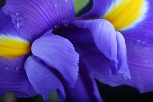 紫罗兰有哪些种类图片