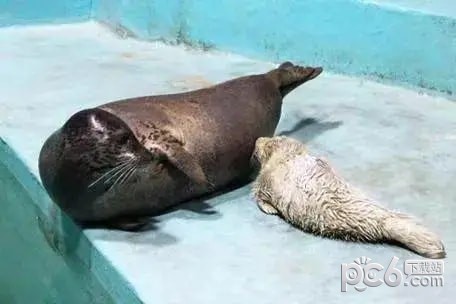 2023支付宝神奇海洋11月16日最新答案  斑海豹宝宝刚出生时是什么颜色