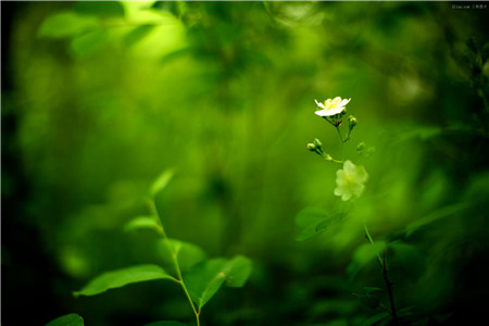 新买回来的花