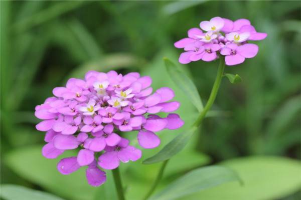 屈曲花的无土栽培(屈曲花属植物)