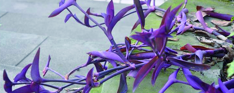 紫鸭跖草的养殖方法可以放卧室吗(紫鸭跖草的修剪方法)