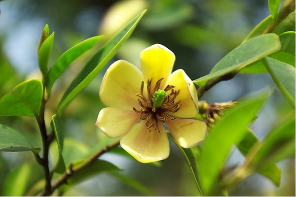 含笑的花语及传说(含笑花的花色几种)