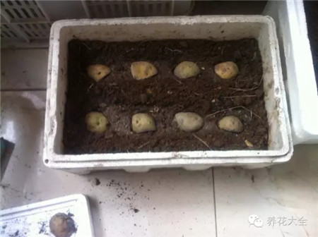 阳台土豆种植方法步骤