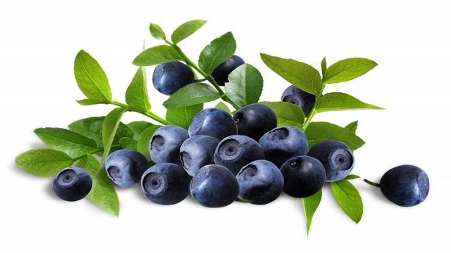 蓝莓的功效与作用(蓝莓的功效与作用一天吃多少)