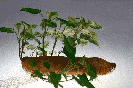 红薯盆景的养殖方法和注意事项视频