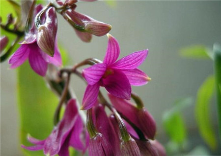 红花石斛兰的养护繁殖技巧