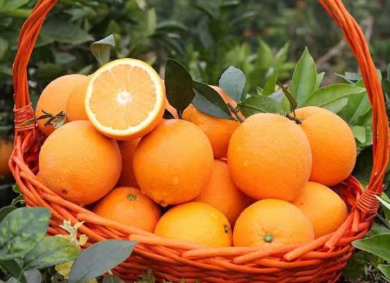 橙子没熟怎么进行催熟橙子没熟可以吃吗(橙子没成熟时是什么味道)