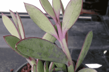 紫苑养殖方法