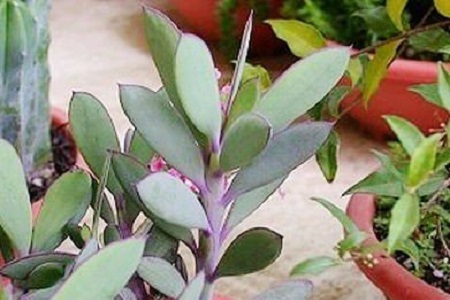 紫苑养殖方法