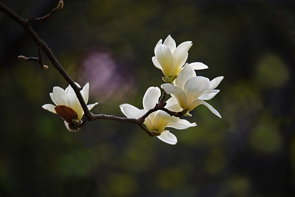 白玉兰开花后怎么办(白玉兰开花的时候)