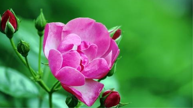 蔷薇的繁殖方法图解