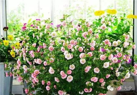 常见花卉养殖方法