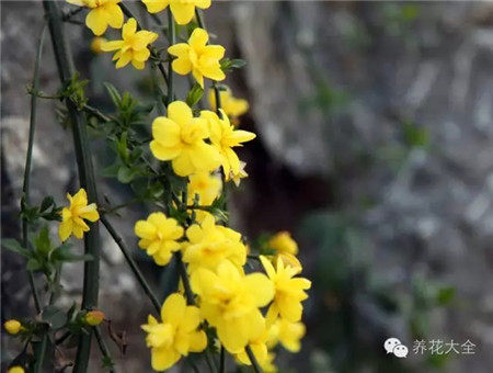 常见花卉养殖方法