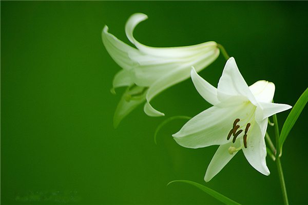 花卉缺肥的几种表现(花卉缺肥症状)