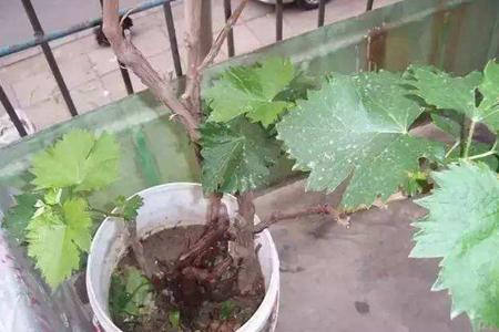 阳台如何种植葡萄树