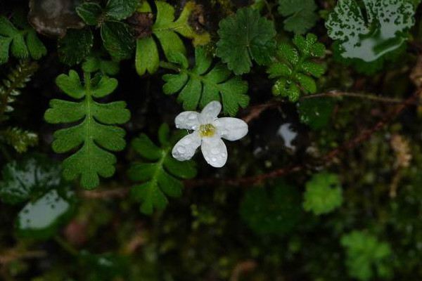 菊的种植