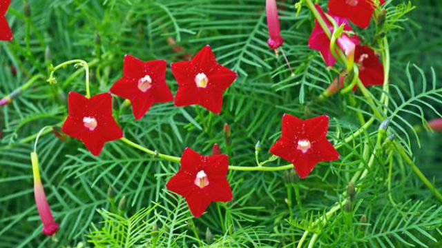 茑萝花叶子发黄焦叶脱落