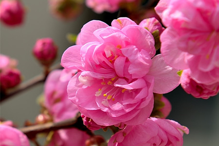 榆叶梅的花语是什么