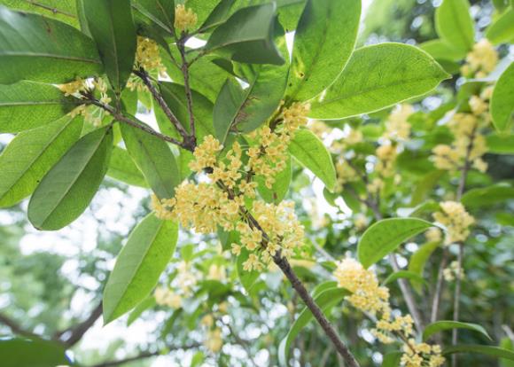 桂花刚买回来怎样栽植