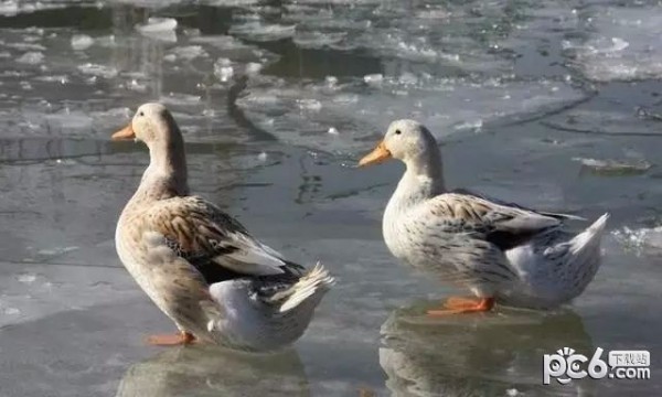 支付宝蚂蚁庄园今日答案11.28 冬天鸭子在冰面上行走，为什么不怕“冻脚丫”
