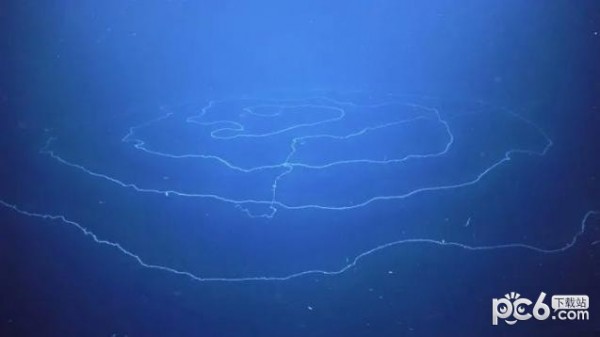 神奇海洋今日答案最新11.28 漂浮在海洋中的水母属于哪种动物
