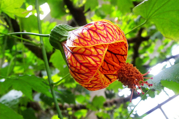 金铃花怎么修剪枝条