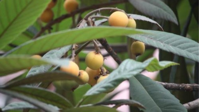 枇杷树的种植方法