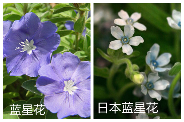 蓝星花和日本蓝星花的区别(日本进口蓝星花怎么养护)