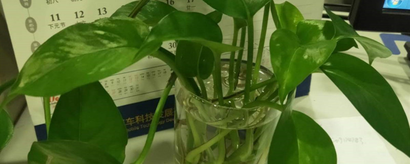 绿萝小苗怎样浇水移植应注意些什么(绿萝的移植方法和注意事项)