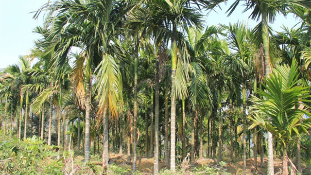 槟榔树的种植方法和管理技术
