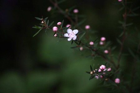 松红梅开花期施肥吗