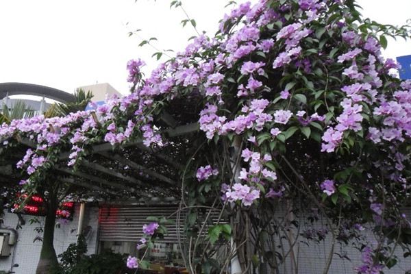 蒜香藤什么时候开花(蒜香藤什么时候开花结果)