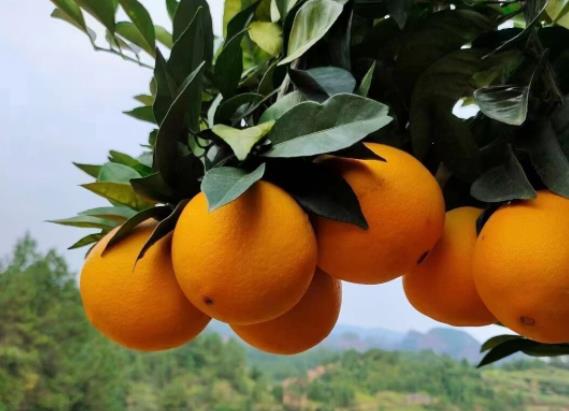 橙子一天吃多少个