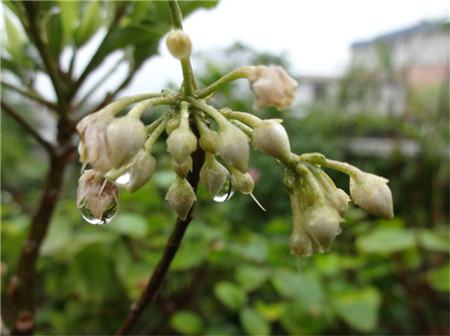 朱砂根的花期