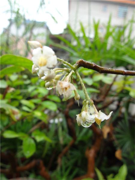 朱砂根的花期