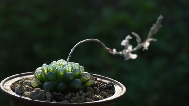 水晶掌和玉露的区别在哪