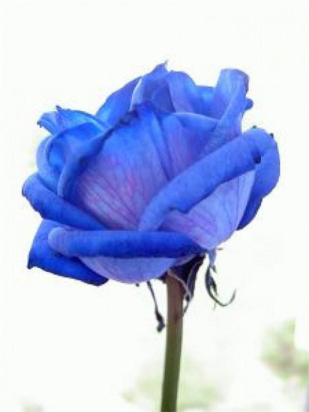 蓝色妖姬和蓝玫瑰的区别在哪